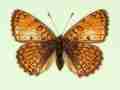Melitaea cinxia female (aberrant form fulla) (Internet Image property of respective owner, non-commercial use only)